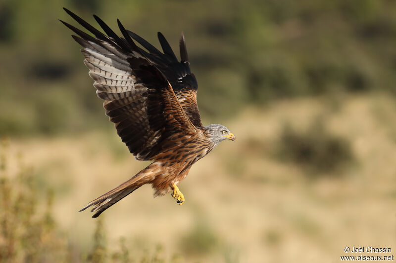 Red Kite, Flight