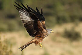 Red Kite