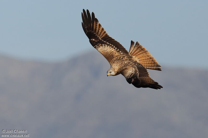 Red Kite, Flight