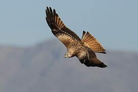 Red Kite