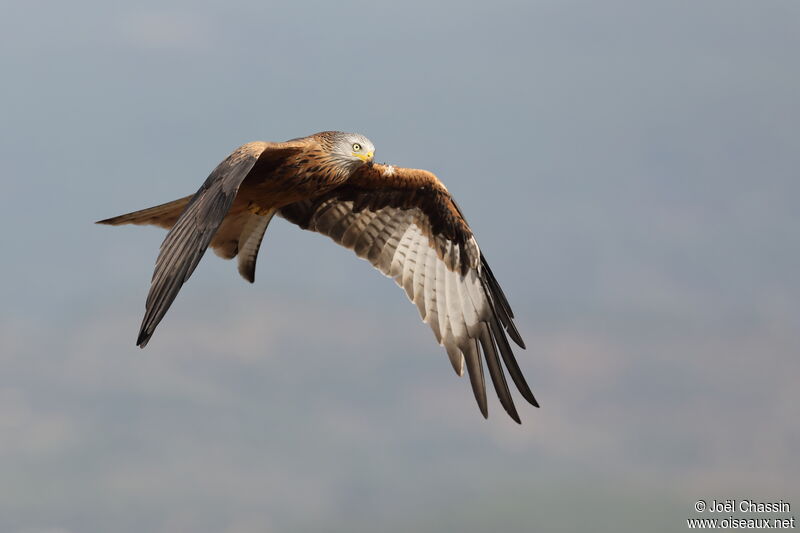 Red Kite, Flight