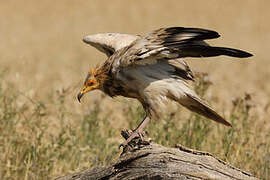 Egyptian Vulture