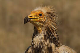 Egyptian Vulture