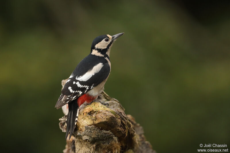 Great Spotted Woodpecker, identification