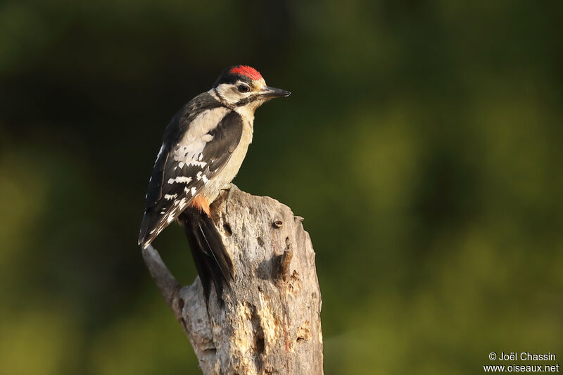 Great Spotted Woodpecker male, identification