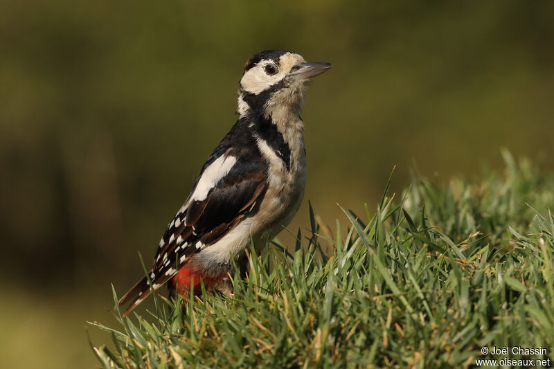 Pic épeiche femelle, identification