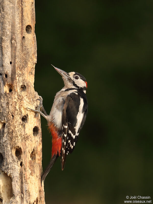 Pic épeiche mâle, identification