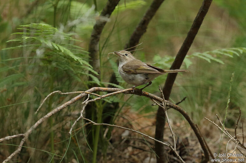 Pouillot de Bonelli, identification