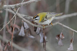 Common Firecrest