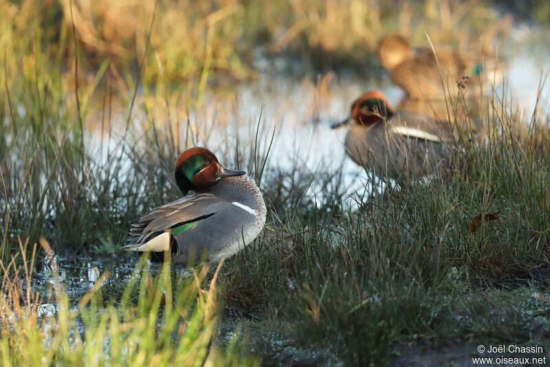 Green-winged Teal, identification