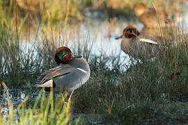 Green-winged Teal