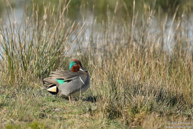 Sarcelle à ailes vertes, identification