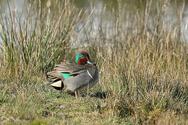 Green-winged Teal