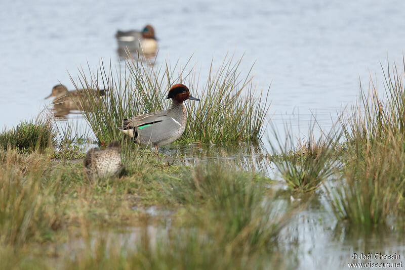 Sarcelle à ailes vertes, identification