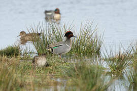 Green-winged Teal