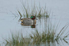 Green-winged Teal