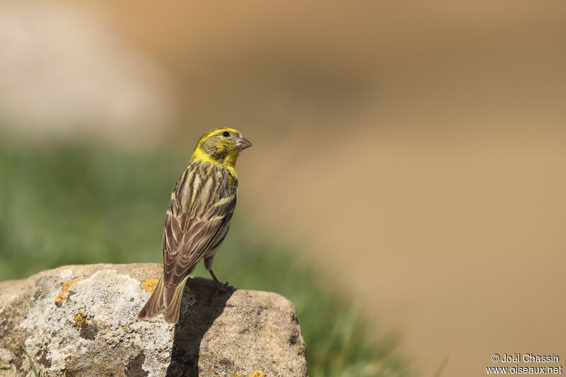 Serin cini, identification