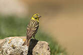 Serin cini