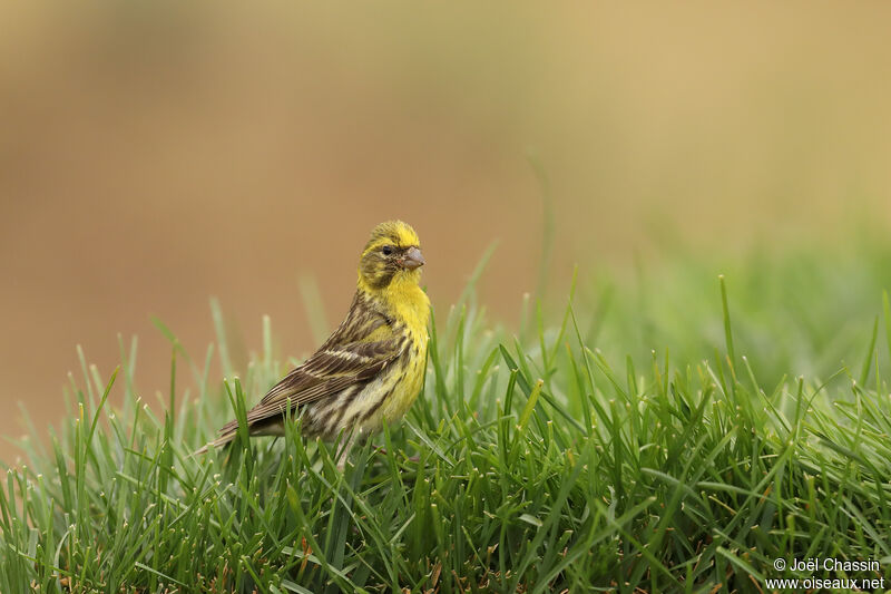 European Serin, identification