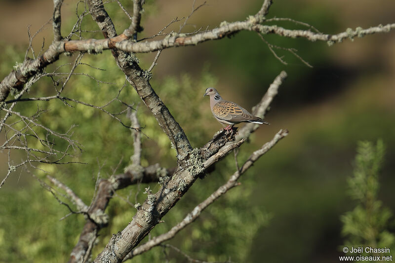 European Turtle Dove, identification