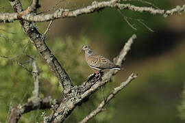 European Turtle Dove