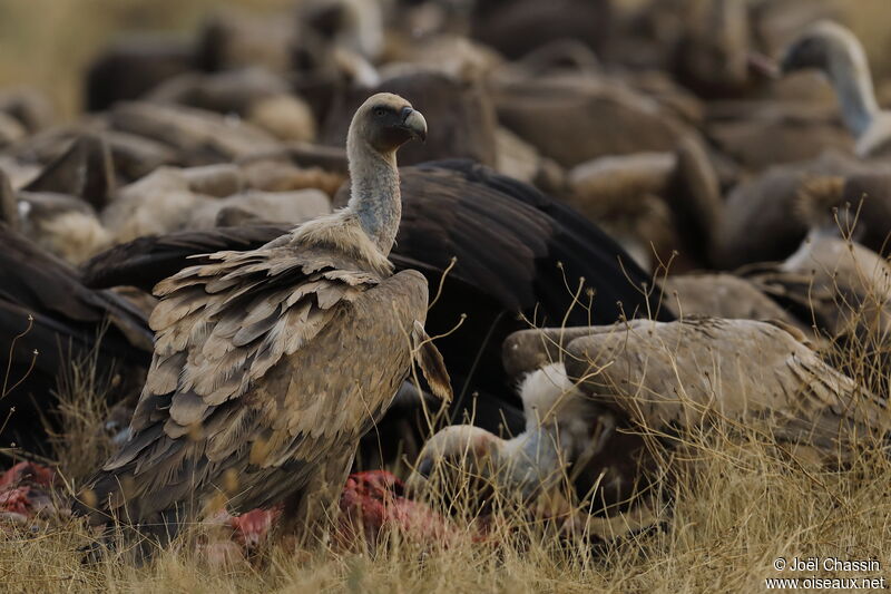 Griffon Vulture, eats