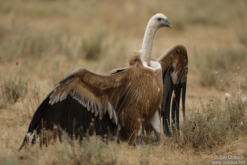 Griffon Vulture, identification