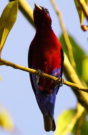 Purple-breasted Cotinga : Pictures.