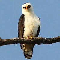 Aigle noir et blanc