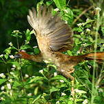 Ortalide motmot