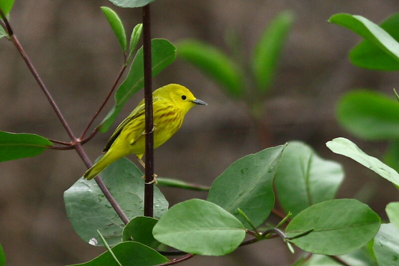 American Yellow Warbler, identification