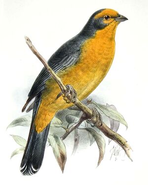 Cochabamba Mountain Finch - Poospiza garleppi