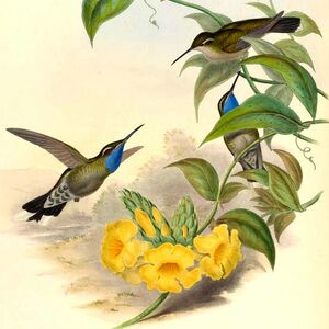 Colibri à gorge bleue - Lampornis clemenciae
