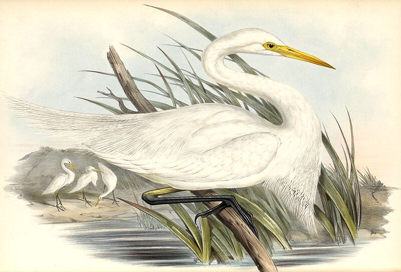 Yellow-billed Egret