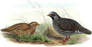 Himalayan Quail - Ophrysia superciliosa - jogo23206