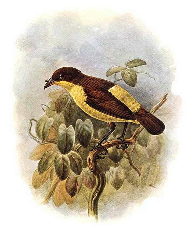 Yellow-breasted Satinbird - Loboparadisea sericea - jogo15513