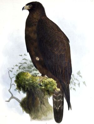 Black Eagle - Ictinaetus malaiensis