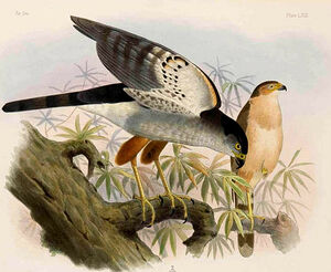 Bicolored Hawk - Accipiter bicolor