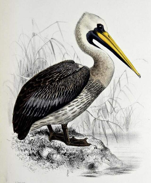 Peruvian Pelican - Pelecanus thagus - josm79306