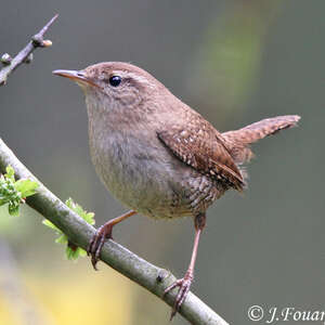 Troglodyte Mignon Troglodytes Troglodytes