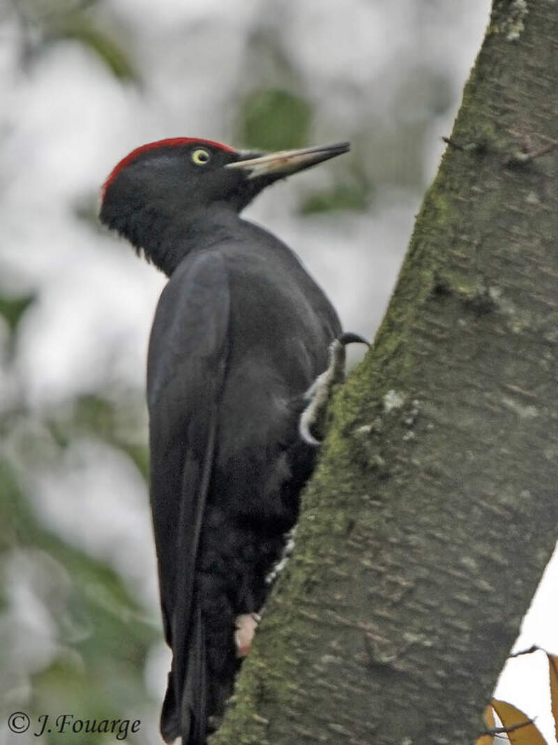 Black Woodpecker - Dryocopus martius male - jufo90993