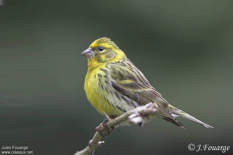 Serin Cini Mâle Adulte Nuptial - Jufo137087