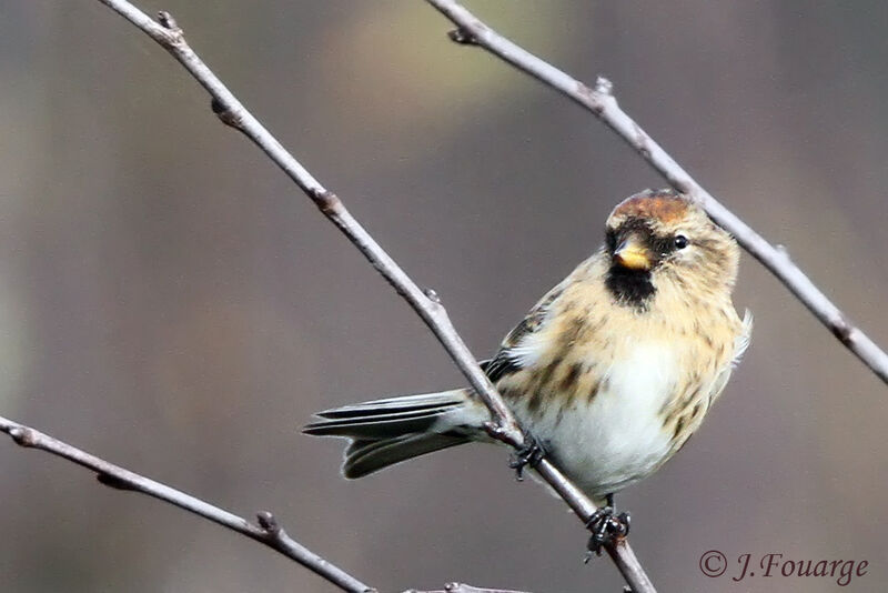 Redpoll female adult, identification