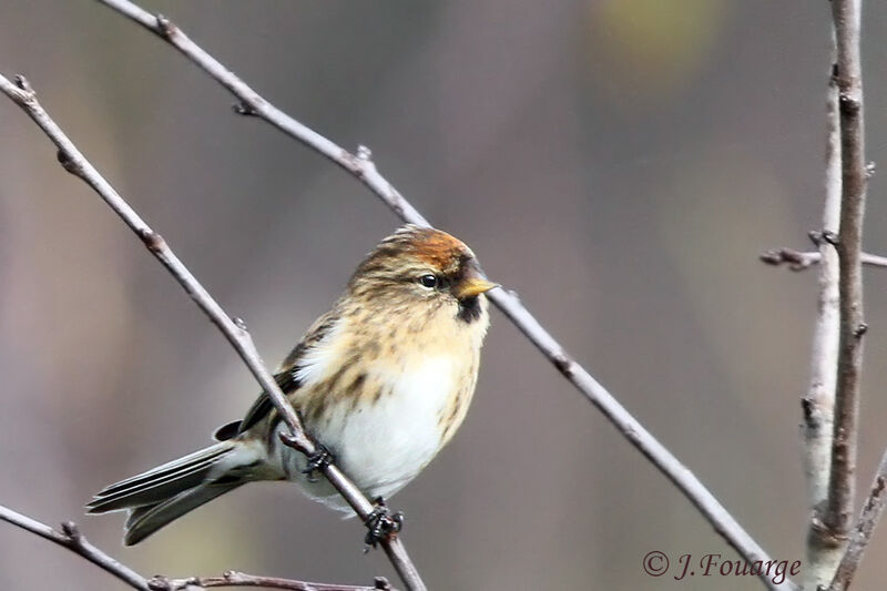 Redpoll female adult, identification