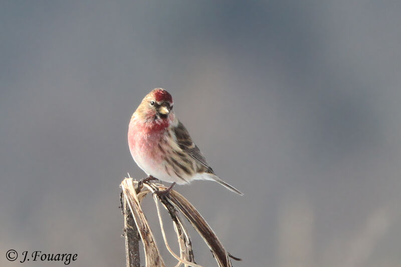 Redpoll male adult, identification