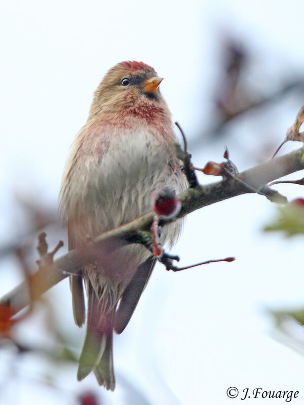 Redpoll male adult, identification