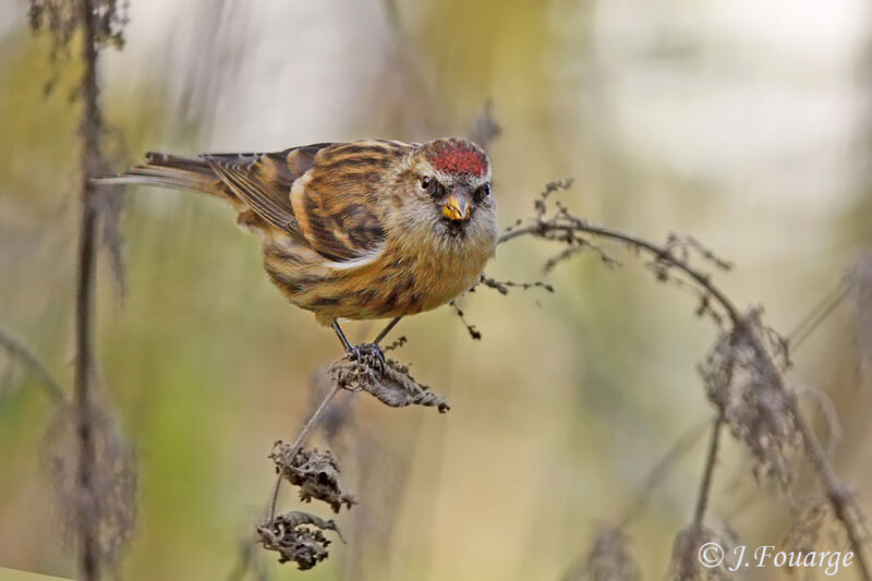 Redpoll female, identification, feeding habits