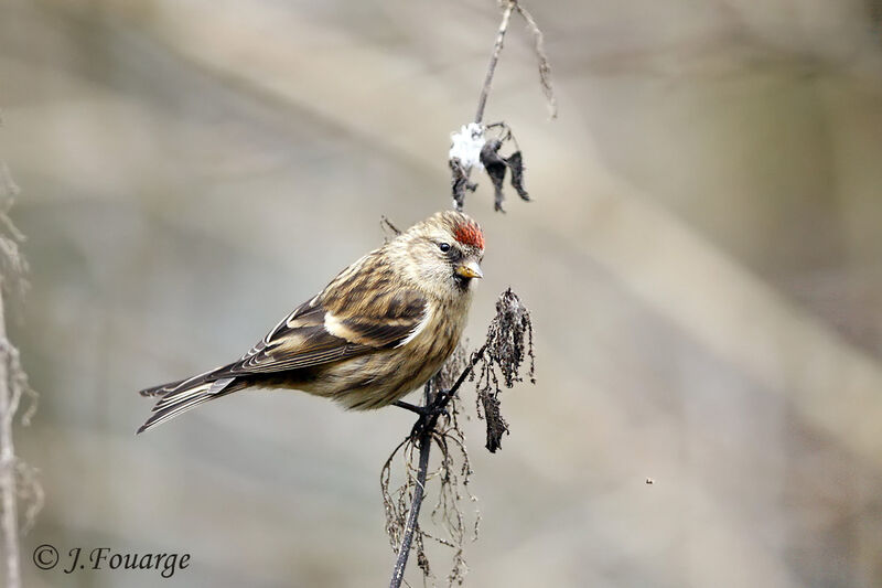 Redpoll female adult, pigmentation, feeding habits, eats, Behaviour