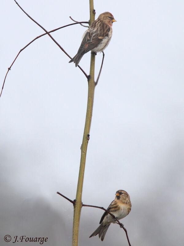 Redpoll , identification