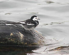 White Wagtail (yarrellii)